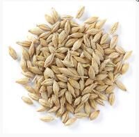 Grain Seeds