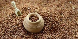 Organic Buckwheat Seeds