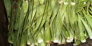 Aloe Vera Plant