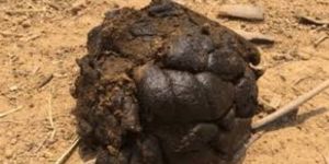 Cow Dung