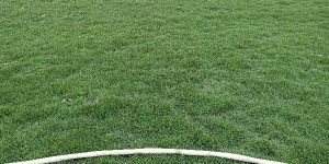 Maxican Carpet Grass