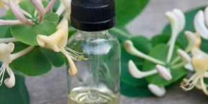Honeysuckle Oil