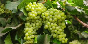 Green Grapes