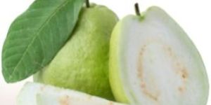 Fresh Guava