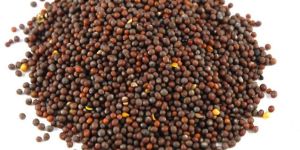 Mustard Seeds