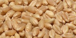 Brown Wheat Seeds