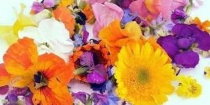 Edible Flowers