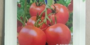 Hybrid Tomato Seeds