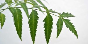 Neem Powder (Home Made)