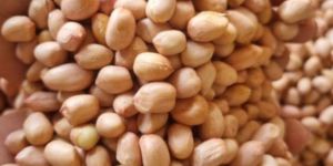 Ground Nut