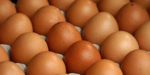 chicken egg / Fresh Table Eggs White / Brown / Fertilized Chicken Eggs