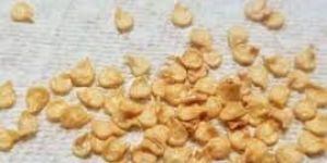 Pepper Seeds