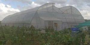 Double Span Polyhouse