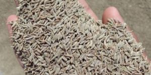 Cumin Seeds