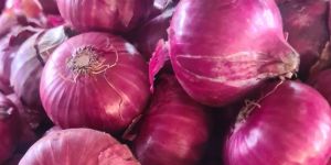 Fresh Red Onion