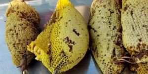 Honey Comb Material