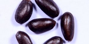 Custard Apple Seed