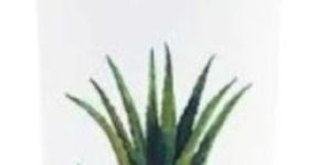 Forever Aloe Jojoba Shampoo