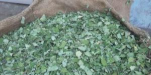 Moringa Leaves