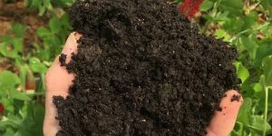 Compost Fertilizer