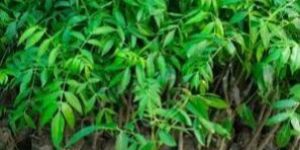 Thai Amra Fruit Plant