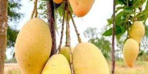 Thai Katimon Mango Plant