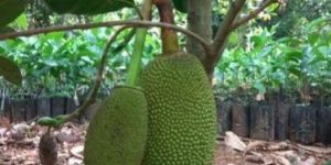 Vietnam Super Early Jackfruit Plant