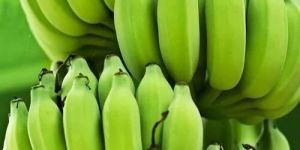 a Grade Green Banana