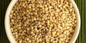 Fresh Jowar Grain
