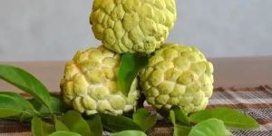 Natural Custard Apple
