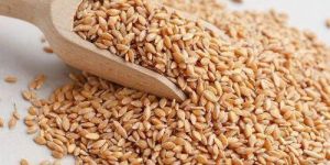 Natural Wheat Grain
