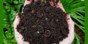 Vermicompost Fertilizer
