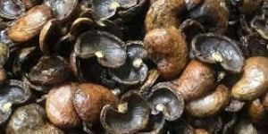 Cashew Nut Shell