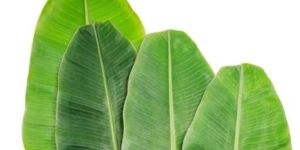 UMS Banana Leaf
