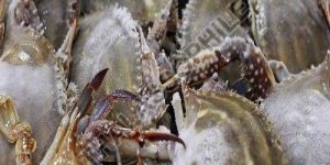 Frozen Crabs