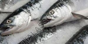 Frozen Salmon Fish