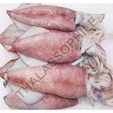 Frozen Squid Fish