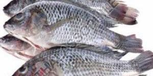 Frozen Tilapia Fish