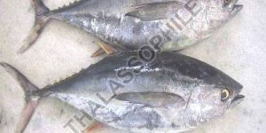 Frozen Tuna Fish
