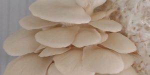 Oyster Mushroom