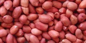 Groundnut Seeds