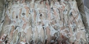 Frozen Bombay Duck Fish