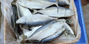 Frozen Indian Mackerel Fish