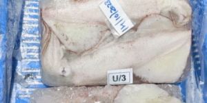 Frozen Squid Fish