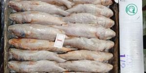 Frozen Yellow Croaker Fish