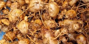 Organic Black Turmeric