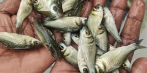 Catla Fish Seeds