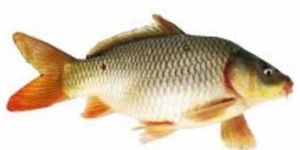 Common Carp Fish Seeds