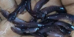 Desi Magur Fish Seeds