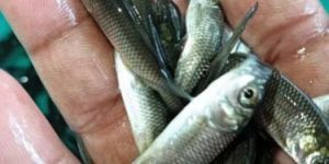 Grass Carp Fish Seeds